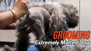 Grooming an EXTREMELY matted dog [upl. by Anawait]