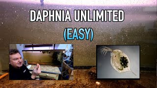 How I Raise Daphnia Water Fleas And You Can Too [upl. by Lenaj]