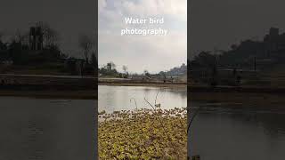 Water bird photography  Bird photography in Nepal [upl. by Zitvaa644]