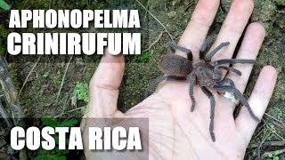 Aphonopelma crinirufum Costa Rica [upl. by Ogeid]