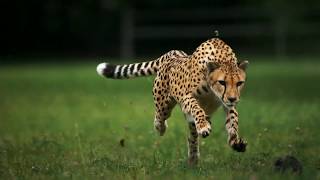 Cheetah Running In Slow Motion [upl. by Anirdnaxela]