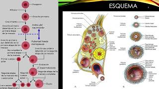 OVA Ovogénesis y espermatogénesis Repaso extra [upl. by Nivlad]