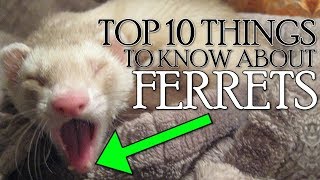 TOP 10 THINGS YOU NEED TO KNOW ABOUT FERRETS 2018 Not Clickbait [upl. by Nuawaj]