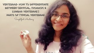 VERTEBRAE  PARTS amp DIFFERENTIATION  ANATOMY  SIMPLIFIED ✔ [upl. by Scotti]