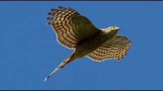 Sparrowhawk Bird Call Bird Song [upl. by Gove]