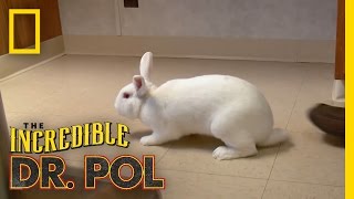 What’s Up Doc  The Incredible Dr Pol [upl. by Hooker196]