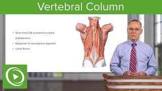 Vertebral Column – Anatomy  Lecturio [upl. by Errot]