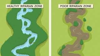 Welcome to the Riparian Zone [upl. by Budge]