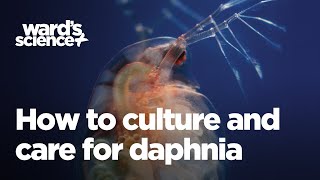 Caring and Culturing for Daphnia [upl. by Aillicirp]