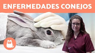 Las ENFERMEDADES de los conejos MÁS COMUNES 🐰 [upl. by O'Neil]