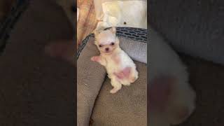 Teacup chihuahua puppy chillin [upl. by Aoket]