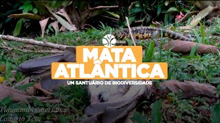 Mata Atlântica Explorando a Riqueza Natural e Biodiversidade  Natural Richness and Biodiversity [upl. by Clabo]