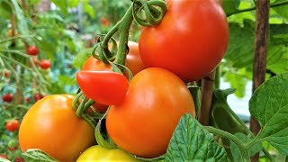 Tomato Previa Solanum lycopersicum [upl. by Leitnahs]