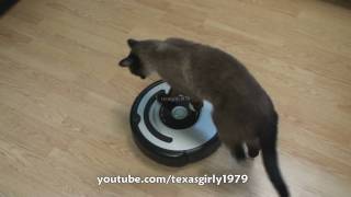 Cat shows HOW TO use iRobot Roomba Vacuum [upl. by Cohlier263]