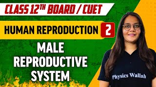 Human Reproduction 02  Male Reproductive System  Class 12thCUET [upl. by Ahseenak122]