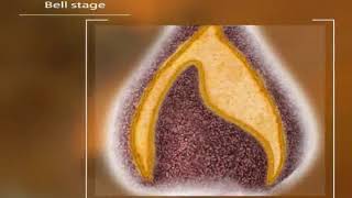 Tooth Development and Eruption 3D Animation [upl. by Emma]