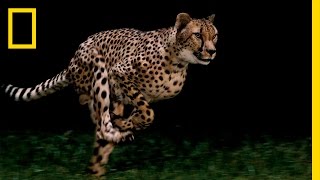 Cheetahs  Worlds Fastest Animal  National Geographic [upl. by Adabelle]