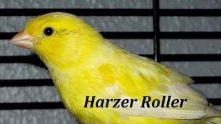 Harzer Roller Gesang  Gesangskanarien Canarysong Edelroller 2 [upl. by Ekusoyr]