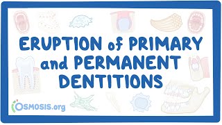 Eruption of primary and permanent dentitions [upl. by Araldo]