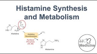 Histamine Synthesis and Metabolism Pathway [upl. by Lyndell860]