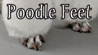 How to Shave Poodle Feet [upl. by Karolyn991]