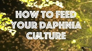 How To Feed Your Daphnia Culture [upl. by Decato330]