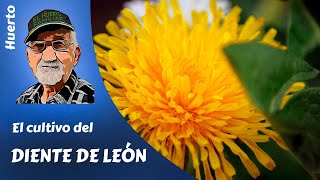 DIENTE DE LEON Como cultivar diente de León achicoria [upl. by Namwob]