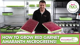 How to grow Amaranth Microgreens [upl. by Navad369]