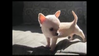 Teacup Chihuahuas for sale [upl. by Novets]