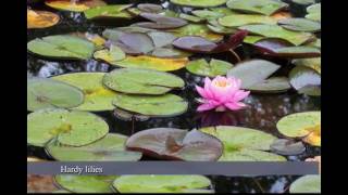 Water Lilies vs Lotus Water Garden Plants Nymphaea vs Nelumbo [upl. by Aubrie]