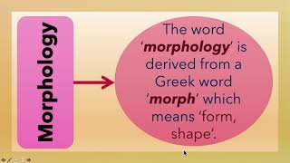 What is Morphology L3 [upl. by Glennon]