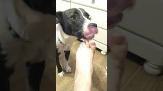 Dog licking feet for 7 min [upl. by Kanor595]