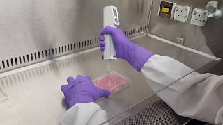 Cell proliferation and cytotoxicity assay [upl. by Htrow500]