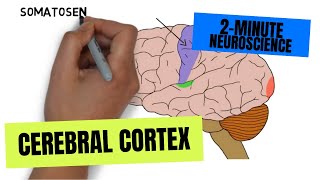 2Minute Neuroscience Cerebral Cortex [upl. by Nerrat]