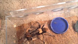 Breeding Aphonopelma chalcodes [upl. by Khalin450]