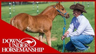 feral foal rescue [upl. by Murry]