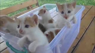 20 minutes of Funny cats and cute kittens meowing purring and hissing compilation MAY 2019 [upl. by Annav]