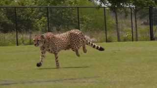 Cheetahs Running [upl. by Lux]