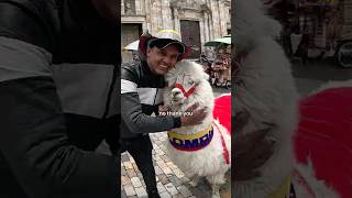 I Met the BIGGEST Llama in Bogotá [upl. by Rabin]