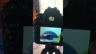 Birdphotography for Nikon D810 with tamron150600mmG2 [upl. by Hanley]