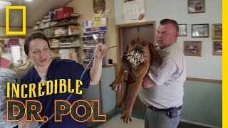 Bloodhounds vs Porcupine  The Incredible Dr Pol [upl. by Eldoria]