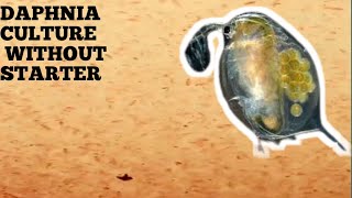 HOW TO CULTURE DAPHNIA NATURALLY WITHOUT A STARTER [upl. by Alliw]