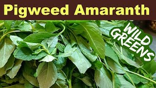 Garden Weeds You Can Eat  Pigweed Amaranth [upl. by Atem]