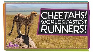 Cheetahs The Fastest Runners in the World [upl. by Zarla]