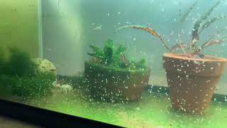 Daphnia Culturing Snails or no snails [upl. by Ileyan509]