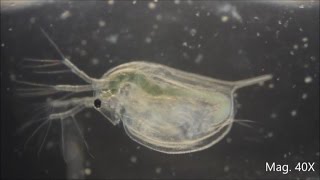 Daphnia magna under the Microscope [upl. by Nanni]