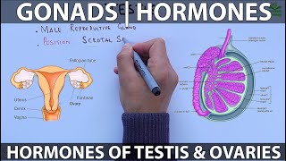 Gonads and Hormones [upl. by Gladine]