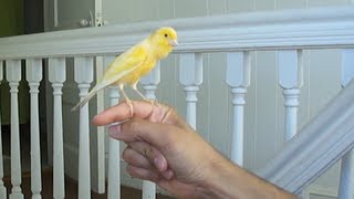 Canary singing on my hand [upl. by Risley579]