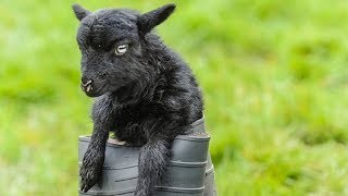 Ouessant Sheep  World’s Smallest Sheep Breed [upl. by Gnat]