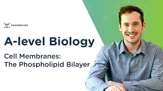 Cell Membranes The Phospholipid Bilayer  Alevel Biology  OCR AQA Edexcel [upl. by Nabalas]